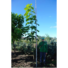 Катальпа бігнонієвидна / бузколиста | Catalpa bignonioides | Катальпа бигнониевидная / сиренелистная