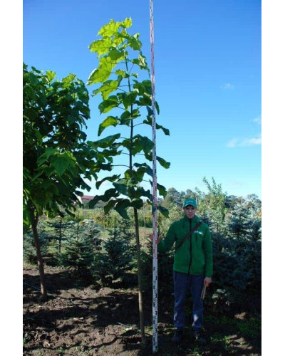 Катальпа бігнонієвидна / бузколиста | Catalpa bignonioides | Катальпа бигнониевидная / сиренелистная