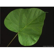 Катальпа бігнонієвидна / бузколиста | Catalpa bignonioides | Катальпа бигнониевидная / сиренелистная
