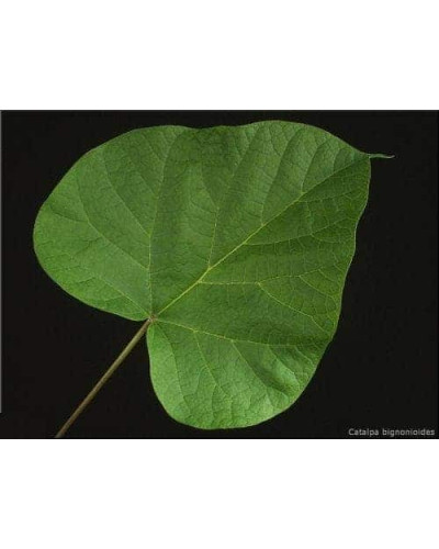 Катальпа бігнонієвидна / бузколиста | Catalpa bignonioides | Катальпа бигнониевидная / сиренелистная