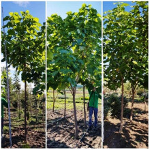 Катальпа бігнонієвидна / бузколиста | Catalpa bignonioides | Катальпа бигнониевидная / сиренелистная