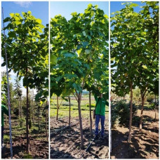 Катальпа бігнонієвидна / бузколиста | Catalpa bignonioides | Катальпа бигнониевидная / сиренелистная