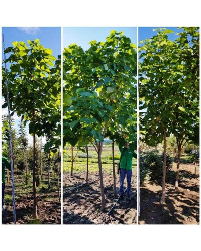 Катальпа бігнонієвидна / бузколиста | Catalpa bignonioides | Катальпа бигнониевидная / сиренелистная