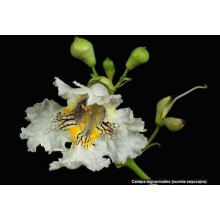 Катальпа бігнонієвидна / бузколиста | Catalpa bignonioides | Катальпа бигнониевидная / сиренелистная