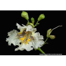 Катальпа бігнонієвидна / бузколиста | Catalpa bignonioides | Катальпа бигнониевидная / сиренелистная
