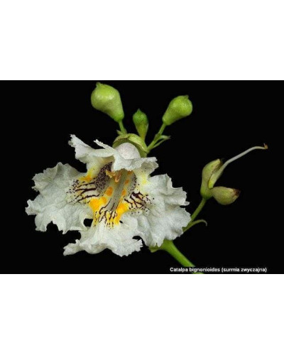 Катальпа бігнонієвидна / бузколиста | Catalpa bignonioides | Катальпа бигнониевидная / сиренелистная