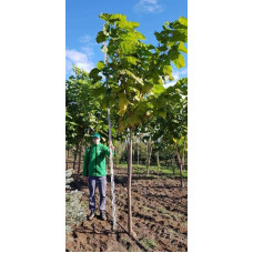 Катальпа бігнонієвидна / бузколиста | Catalpa bignonioides | Катальпа бигнониевидная / сиренелистная