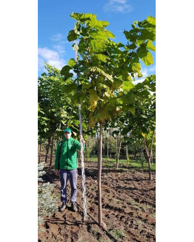 Катальпа бігнонієвидна / бузколиста | Catalpa bignonioides | Катальпа бигнониевидная / сиренелистная