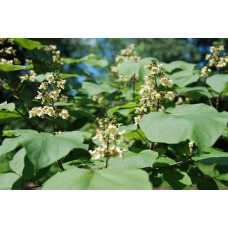 Катальпа бігнонієвидна / бузколиста | Catalpa bignonioides | Катальпа бигнониевидная / сиренелистная