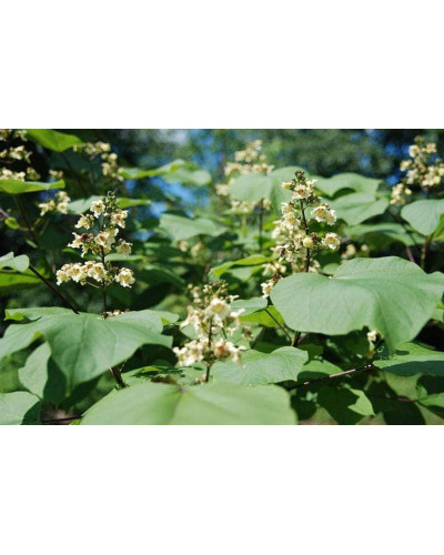 Катальпа бігнонієвидна / бузколиста | Catalpa bignonioides | Катальпа бигнониевидная / сиренелистная