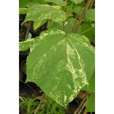 Катальпа бігнонієвидна Варієгата | Catalpa bignonioides Variegata | Катальпа бигнониевидная Вариегата