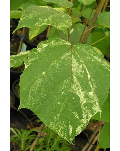 Катальпа бігнонієвидна Варієгата | Catalpa bignonioides Variegata | Катальпа бигнониевидная Вариегата