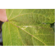 Катальпа бігнонієвидна Варієгата | Catalpa bignonioides Variegata | Катальпа бигнониевидная Вариегата