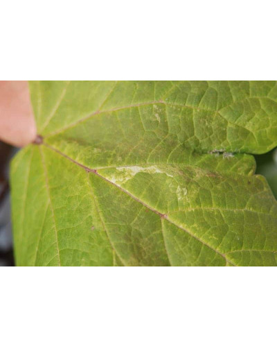 Катальпа бігнонієвидна Варієгата | Catalpa bignonioides Variegata | Катальпа бигнониевидная Вариегата