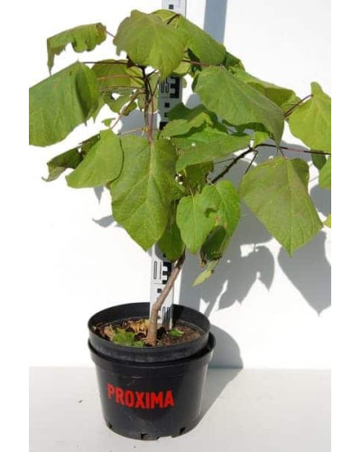 Катальпа бігнонієвидна Варієгата | Catalpa bignonioides Variegata | Катальпа бигнониевидная Вариегата
