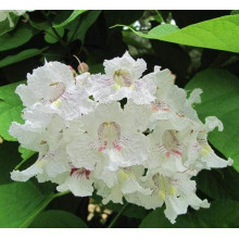 Катальпа бігнонієвидна Варієгата | Catalpa bignonioides Variegata | Катальпа бигнониевидная Вариегата