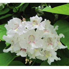 Катальпа бігнонієвидна Варієгата | Catalpa bignonioides Variegata | Катальпа бигнониевидная Вариегата