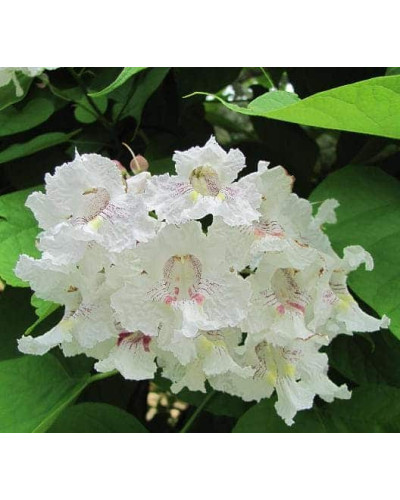 Катальпа бігнонієвидна Варієгата | Catalpa bignonioides Variegata | Катальпа бигнониевидная Вариегата