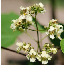 Катальпа бігнонієвидна Варієгата | Catalpa bignonioides Variegata | Катальпа бигнониевидная Вариегата