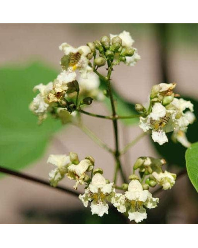 Катальпа бігнонієвидна Варієгата | Catalpa bignonioides Variegata | Катальпа бигнониевидная Вариегата