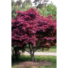 Клен віяловий / пальмолистий / япоський Атропурпуреум | Acer palmatum Atropurpureum | Клен веерный / пальмолистый / япоский Атропурпуреум