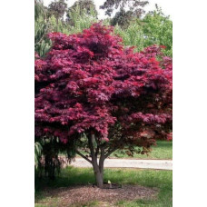 Клен віяловий / пальмолистий / япоський Атропурпуреум | Acer palmatum Atropurpureum | Клен веерный / пальмолистый / япоский Атропурпуреум