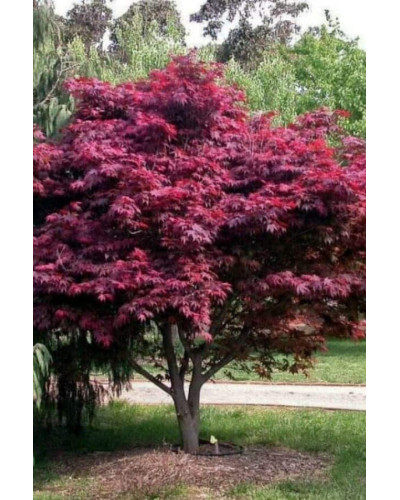 Клен віяловий / пальмолистий / япоський Атропурпуреум | Acer palmatum Atropurpureum | Клен веерный / пальмолистый / япоский Атропурпуреум