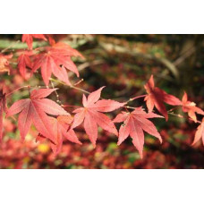Клен віяловий / пальмолистий / япоський Атропурпуреум | Acer palmatum Atropurpureum | Клен веерный / пальмолистый / япоский Атропурпуреум