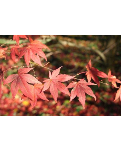 Клен віяловий / пальмолистий / япоський Атропурпуреум | Acer palmatum Atropurpureum | Клен веерный / пальмолистый / япоский Атропурпуреум