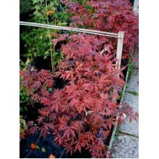 Клен віяловий / пальмолистий / япоський Атропурпуреум | Acer palmatum Atropurpureum | Клен веерный / пальмолистый / япоский Атропурпуреум