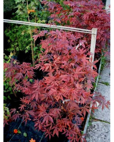 Клен віяловий / пальмолистий / япоський Атропурпуреум | Acer palmatum Atropurpureum | Клен веерный / пальмолистый / япоский Атропурпуреум