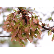 Клен віяловий / пальмолистий / япоський Атропурпуреум | Acer palmatum Atropurpureum | Клен веерный / пальмолистый / япоский Атропурпуреум