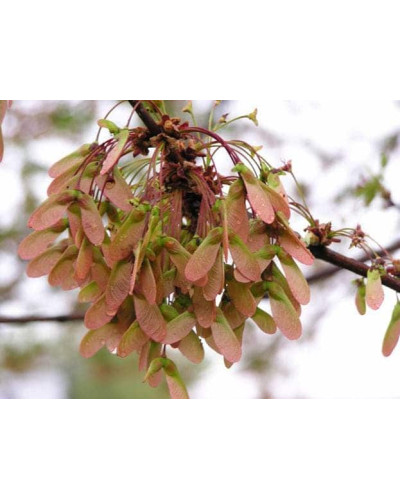 Клен віяловий / пальмолистий / япоський Атропурпуреум | Acer palmatum Atropurpureum | Клен веерный / пальмолистый / япоский Атропурпуреум