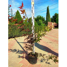 Клен віяловий / пальмолистий / япоський Атропурпуреум | Acer palmatum Atropurpureum | Клен веерный / пальмолистый / япоский Атропурпуреум