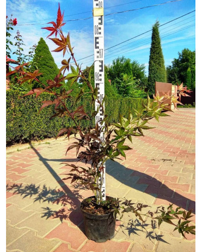 Клен віяловий / пальмолистий / япоський Атропурпуреум | Acer palmatum Atropurpureum | Клен веерный / пальмолистый / япоский Атропурпуреум