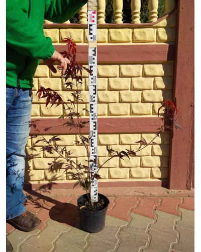 Клен віяловий / пальмолистий / япоський Атропурпуреум | Acer palmatum Atropurpureum | Клен веерный / пальмолистый / япоский Атропурпуреум