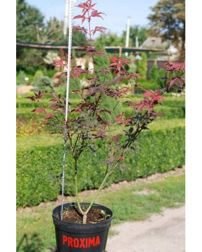 Клен віяловий / пальмолистий / япоський Атропурпуреум | Acer palmatum Atropurpureum | Клен веерный / пальмолистый / япоский Атропурпуреум