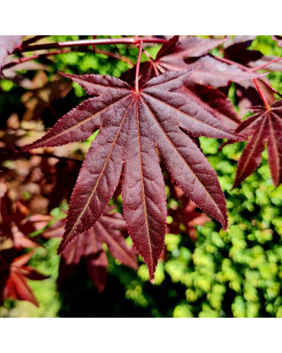 Клен віяловий / пальмолистий / япоський Атропурпуреум | Acer palmatum Atropurpureum | Клен веерный / пальмолистый / япоский Атропурпуреум