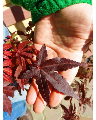 Клен віяловий / пальмолистий / япоський Атропурпуреум | Acer palmatum Atropurpureum | Клен веерный / пальмолистый / япоский Атропурпуреум
