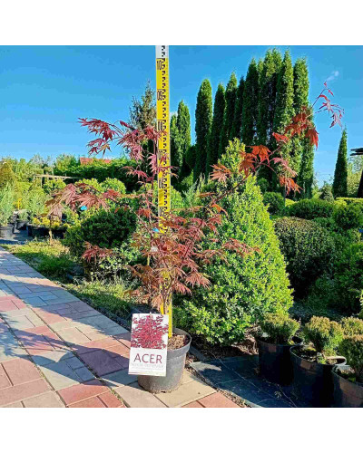 Клен віяловий / пальмолистий / япоський Атропурпуреум | Acer palmatum Atropurpureum | Клен веерный / пальмолистый / япоский Атропурпуреум