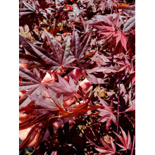 Клен віяловий / пальмолистий / япоський Атропурпуреум | Acer palmatum Atropurpureum | Клен веерный / пальмолистый / япоский Атропурпуреум