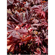 Клен віяловий / пальмолистий / япоський Атропурпуреум | Acer palmatum Atropurpureum | Клен веерный / пальмолистый / япоский Атропурпуреум