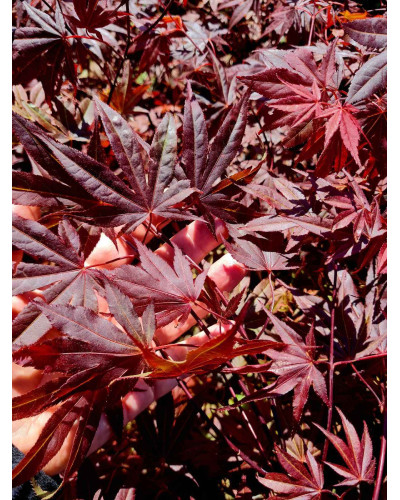 Клен віяловий / пальмолистий / япоський Атропурпуреум | Acer palmatum Atropurpureum | Клен веерный / пальмолистый / япоский Атропурпуреум
