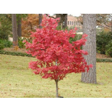 Клен віяловий / пальмолистий / япоський Атропурпуреум | Acer palmatum Atropurpureum | Клен веерный / пальмолистый / япоский Атропурпуреум