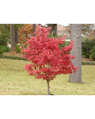 Клен віяловий / пальмолистий / япоський Атропурпуреум | Acer palmatum Atropurpureum | Клен веерный / пальмолистый / япоский Атропурпуреум