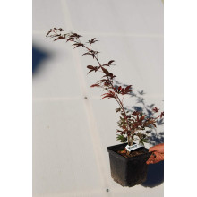 Клен віяловий / пальмолистий / япоський Атропурпуреум | Acer palmatum Atropurpureum | Клен веерный / пальмолистый / япоский Атропурпуреум