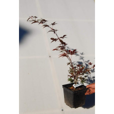 Клен віяловий / пальмолистий / япоський Атропурпуреум | Acer palmatum Atropurpureum | Клен веерный / пальмолистый / япоский Атропурпуреум