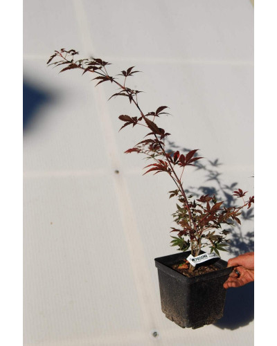 Клен віяловий / пальмолистий / япоський Атропурпуреум | Acer palmatum Atropurpureum | Клен веерный / пальмолистый / япоский Атропурпуреум