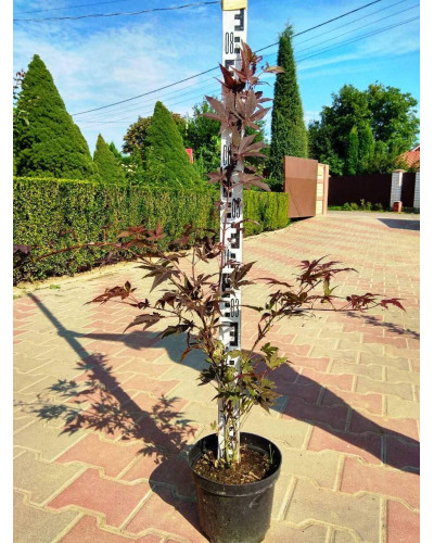 Клен віяловий / пальмолистий / япоський Атропурпуреум | Acer palmatum Atropurpureum | Клен веерный / пальмолистый / япоский Атропурпуреум