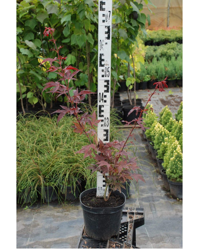 Клен віяловий / пальмолистий / япоський Атропурпуреум | Acer palmatum Atropurpureum | Клен веерный / пальмолистый / япоский Атропурпуреум